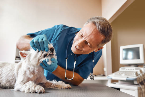 Best Mobile Emergency Dentist in Newport, TN